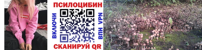 Псилоцибиновые грибы Cubensis площадка наркотические препараты Белокуриха